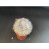 Mammillaria bocasana