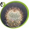 Mammillaria ninduliformis L 1435