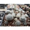 Mammillaria aureilanata