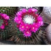 Mammillaria spinosisima Uno-Pico