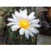 Thelocactus hexadrophus