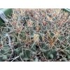 Thelocactus rinconensis