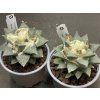 Ariocarpus retusus