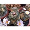 Ariocarpus kotchoubeyanus var. albiflorus RS 603 Tula