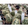 Mammillaria prolifera cristata