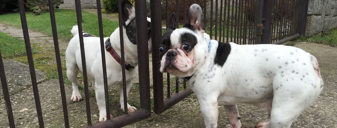 Plutko na prechadzke