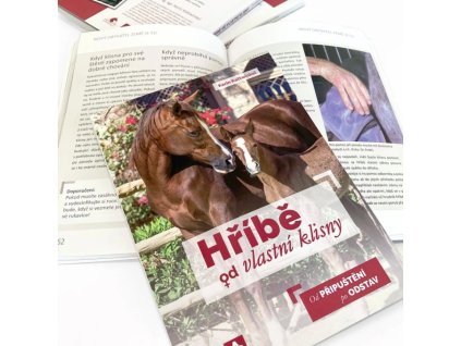 Kniha: Hříbě od vlastní klisny (Karin Kattwinkel)
