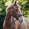 Bezudidlová uzdečka KAVALKADE Cross Light hnědá