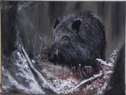 3754 polovnicky obraz diviak 50 x 70 cm