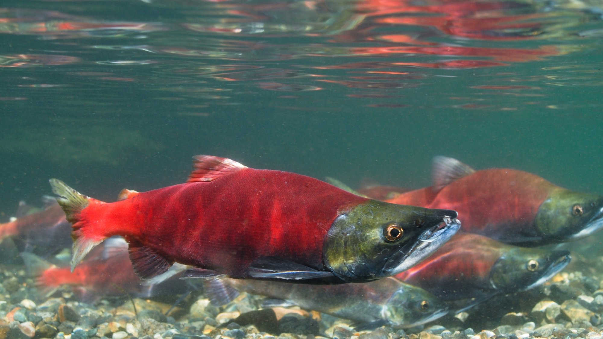 Lososí sperma na pleť? Hloupý trend nebo účinná látka?