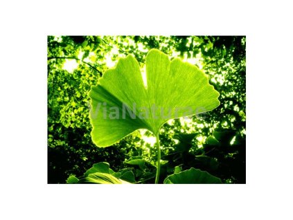 GINKO BILOBA Salvia Paradise 50 g SALVIA PARADISE