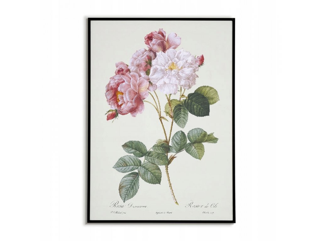 Retro vintage ružový plagát KVETOVÁ kresba OBRÁZKY 40x50_3