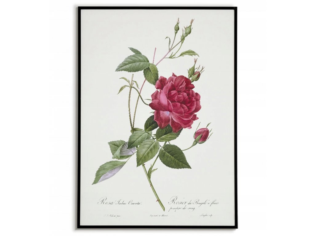 Plagát vintage starý obraz ruže maľovanie 40x50_3