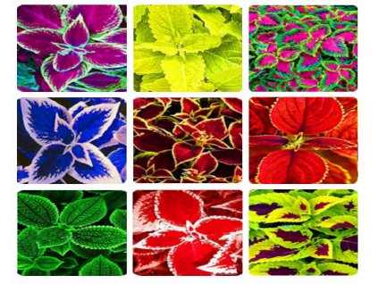 Sada 9 druhov semien Koleus (dúhová zmes)