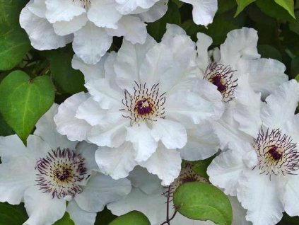 Powojnik Clematis Maria Kaczynska SNIEZNA BIEL C2