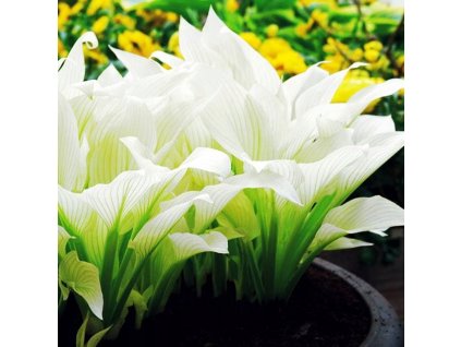 Hosta Funkia White Feather 1 szt