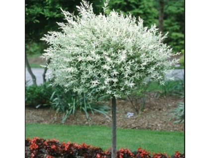 Wierzba japonska HAKURO 140cm DONICA XXL