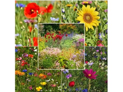 Snímka obrazovky 2024 07 24 101000