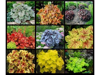 Sada 9 balení semien  Žeriavu VYPR