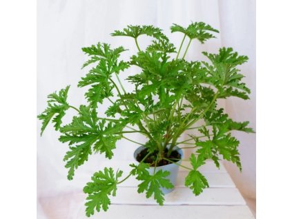 Snímka obrazovky (237)