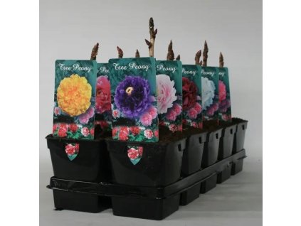 Paeonia suffruticosa pivónia stromová