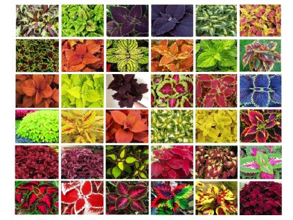 Sada 36 balení semien Coleus VYPR