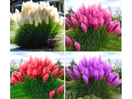 Pampová tráva XXL 4farby sada semien VYPR