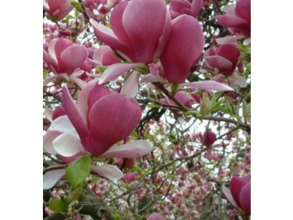 Sadenica magnólie 60-90cm VYPR