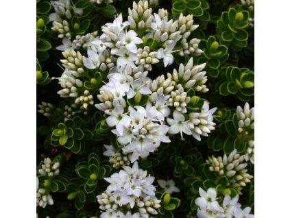 Hebe Vernicosa sadenica,ker 10cm VYPR