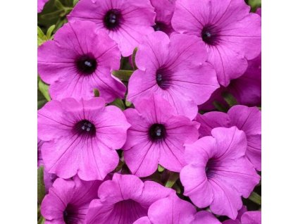 Supertunia Vista Jazzberry 6 sztuk zestaw sadzonek