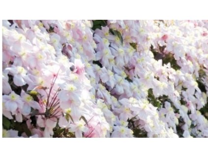 Snímka obrazovky 14 5 2025 145017 allegro.pl