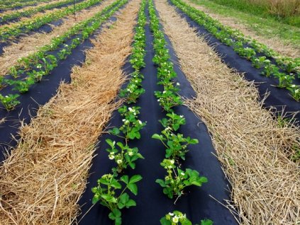 Tkanina, fólia - Agrotextília pre burinu s OTVORMI pre JAHODY_1