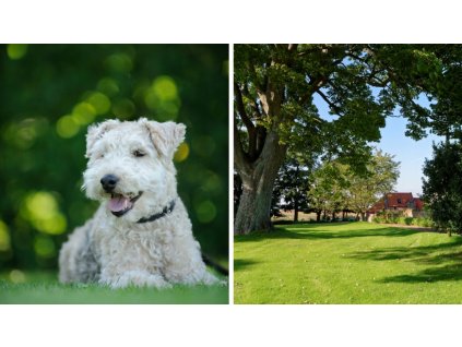 Ochrana moču proti močovým psom Zelený dom_1