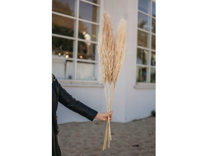 Pampas tráva sušená prírodná našuchorená 110 cm_0