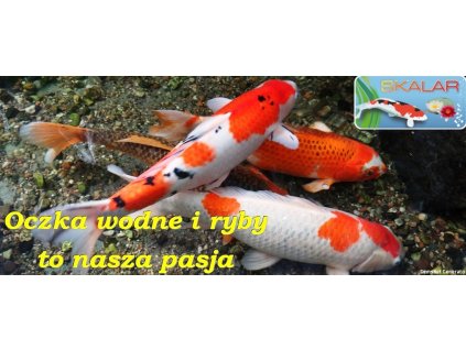 Krmivo pre ryby - FOOD FOR FISH IN POTS 4 x 20 L = 80L + 2 Antigones_4