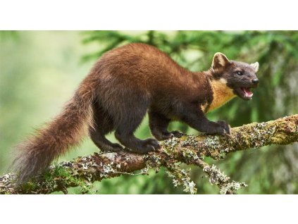 PASCE NA KUNY FOX ŻYWOŁAPKA 102x20x27+darčeky zadarmo_0