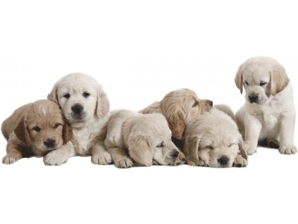 LABRADORY NA NÁSTENNÉ STENY 2 psy 100x38 cm_0