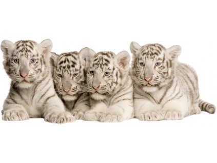 NÁLEPKY NA STENY TIGER Tigers 18 100x40 cm_0