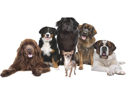 NÁLEPKY NA STENY VEĽKÉ PSY a čivava 1 150x73cm_0