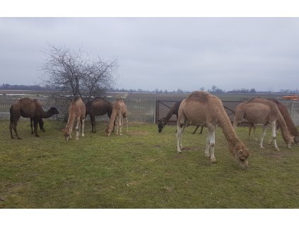 Ťavie mlieko ťavie mlieko camel 10 x 500 ml_0