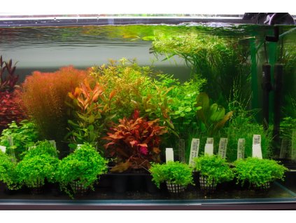 Rastliny v akváriu Nesea sp Zlato Rarita, 3 Ks._0