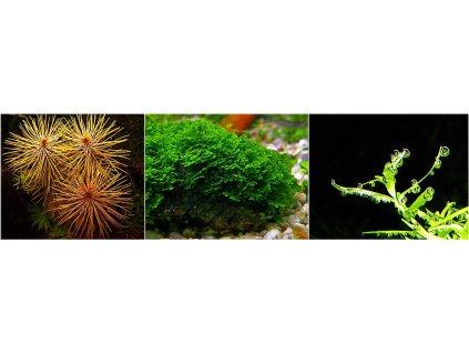 AQUA DELLA Pád Lietadla na skale - Dekorácie pre akw._0