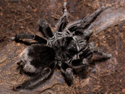 Grammostola pulchra (SpidersForge)_0