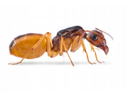 Mravce - Camponotus turkestanus s robotnicami_0