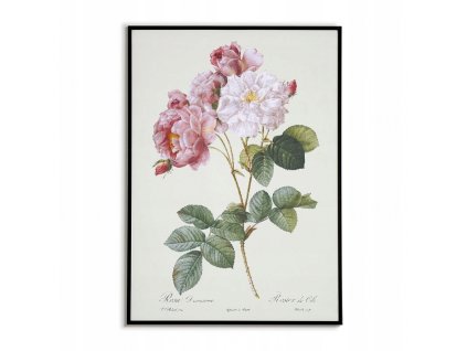 Retro vintage ružový plagát KVETOVÁ kresba OBRÁZKY 40x50_3