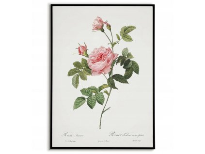 Plagát historických Ruží ROSE domova scandi 40x50_3