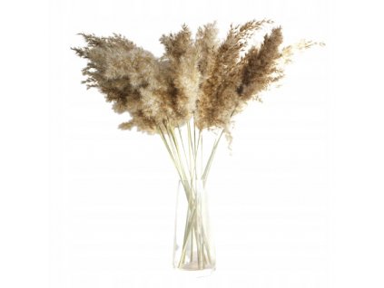 Kytica Suchá tráva CanE Boho Bouquet 120cm 35ks_0