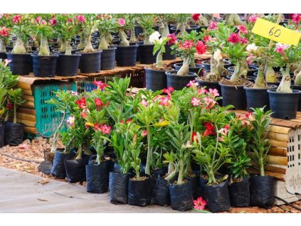 Bonsai - Púštna ruža Adenium Obesum cca 30-35 cm_0