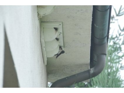 Vtáčia búdka, krmitko, domček - Budka hniezdo pre lastovičky Martins izolovaných_0