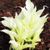Hosta Funkia White Feather 1 szt Rodzaj rosliny hosta funkia